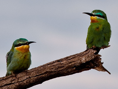 Blue Cheeked Bee-Eaters