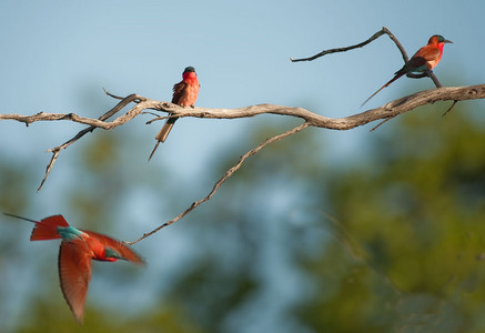 Carmine Bee-Eaters