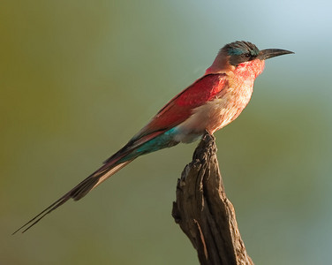 Carmine Bee-Eater perched 2009