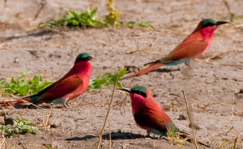 Carmine Bee-Eaters
