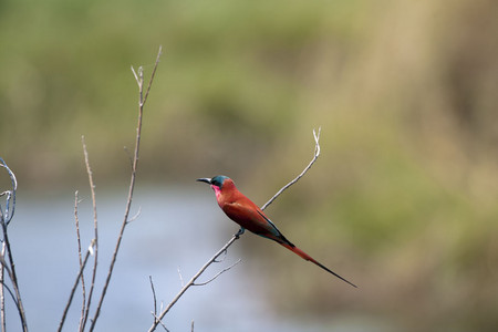 Carmine Bee-Eater