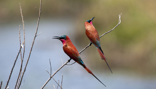 Carmine Bee-Eater Pair