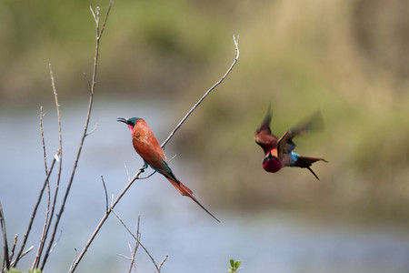 Carmine Bee-Eater - one flying