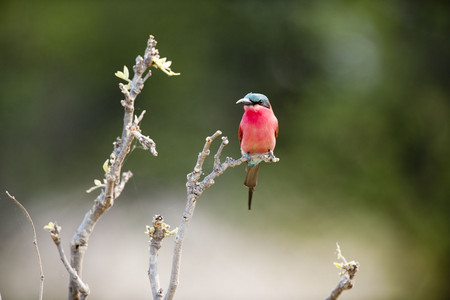 Carmine Bee Eater