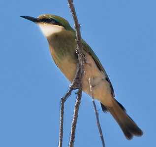 Little Bee-Eater