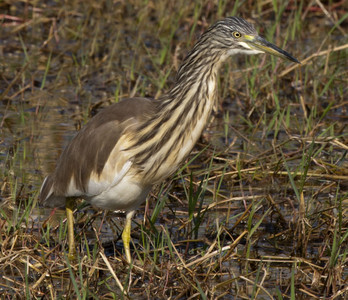 Little Bittern 2
