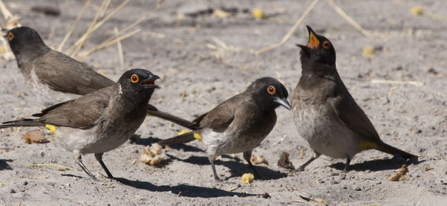 Red Eyed Blubul Group