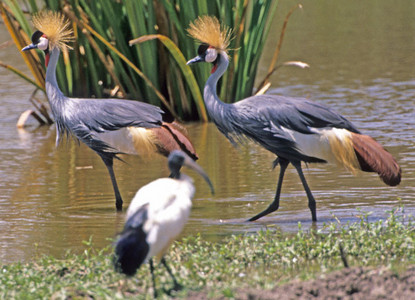 Crowned Cranes
