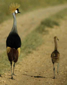 Crowned Cranes