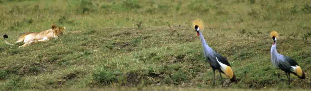 Crowned Cranes & Lioness
