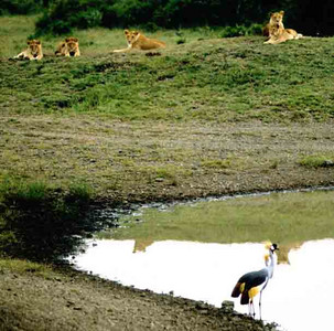 Crowned Cranes Courting