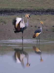 Crowned Cranes