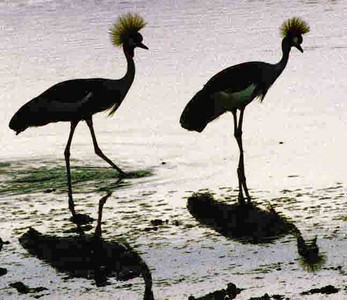 Crowned Cranes Courting