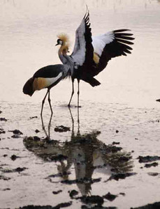 Crowned Cranes Courting