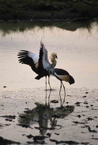 Crowned Cranes Courting