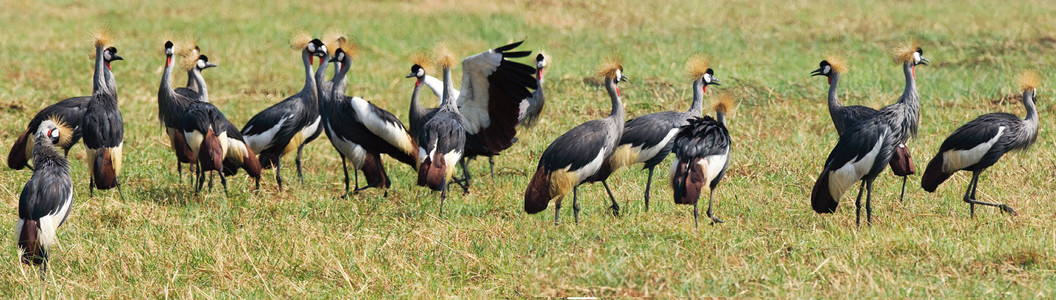 Crowned Crane Flock