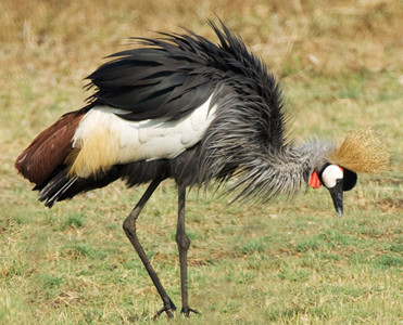 Crowned Crane