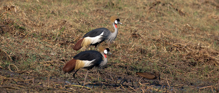 Crowned Crane Pair
