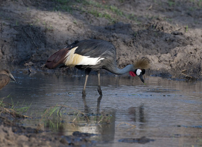 Crown Crane in Pond