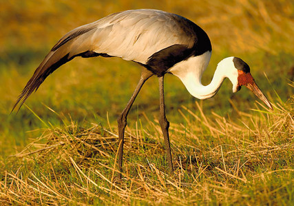 Wattled Crane (M)