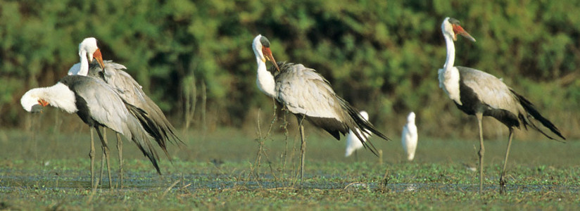 Wattled Cranes (small group)