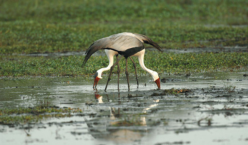 Wattled Crane Pair