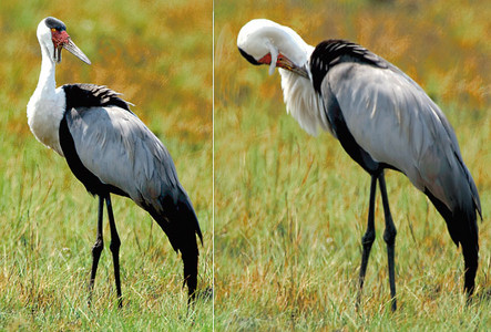 Wattled Crane Pair