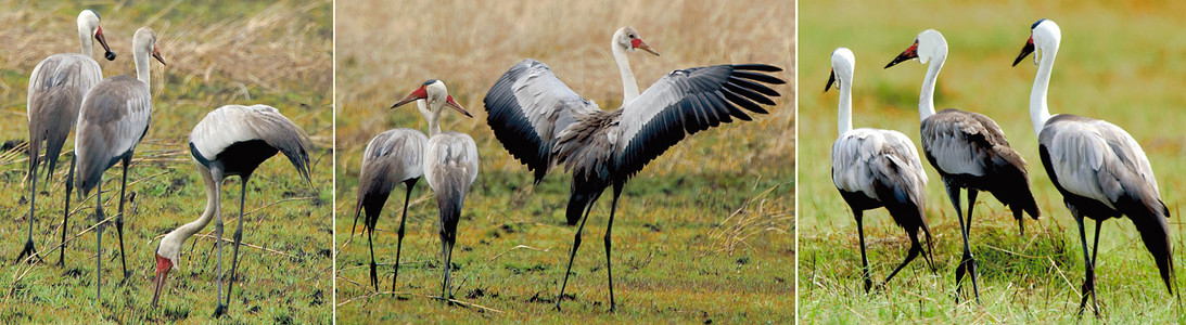 Wattled Cranes-3 images