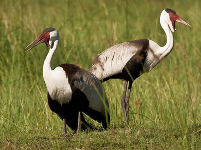Wattled Cranes (Males)