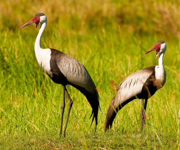Wattled Cranes
