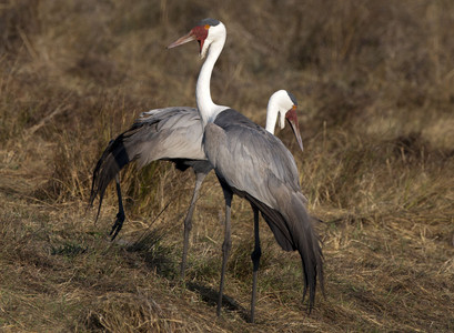 Wattled crane