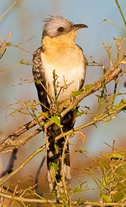 Great Spotted Cuckoo