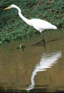 Great White Egret & Reflection