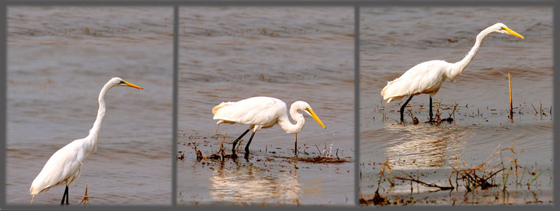 Great White Egret-3 images