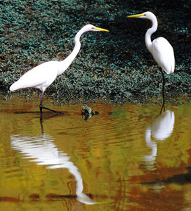 Great White Egrets-Two+Reflections