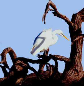 Great White Egret