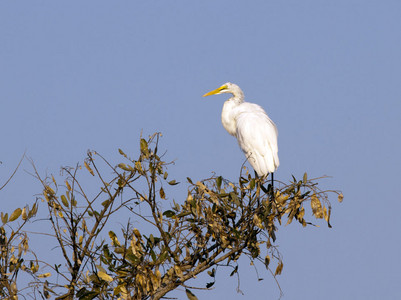 White Egret