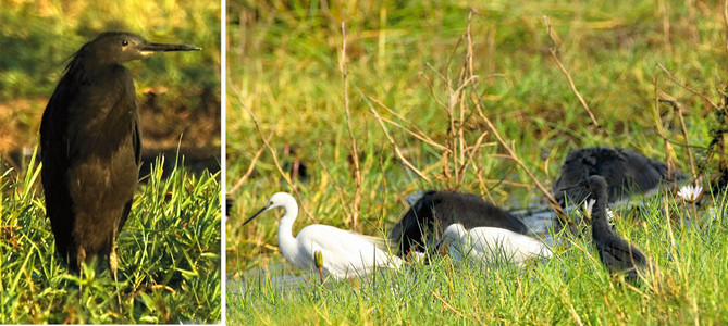 Black Egrets Fishing