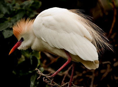 Cattle Egret