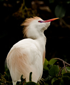Cattle Egret