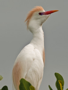 Cattle Egret