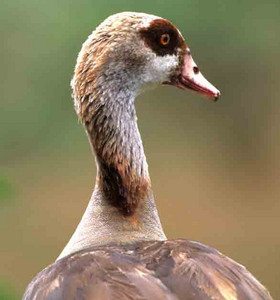 Egyptian Goose