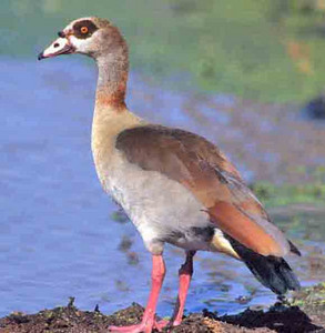 Egyptian Goose-(M)
