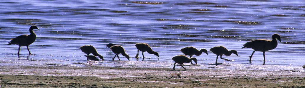 Egyptian Goose-m,f, +6 chicks