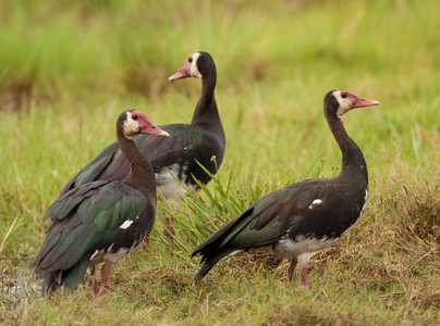 Spurwinged Geese