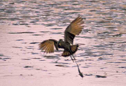 Hammerkopf-Carrying a Catfish