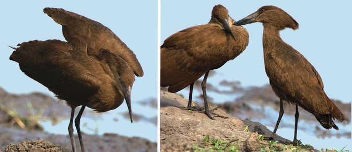 Hammerkopf Pair Preening