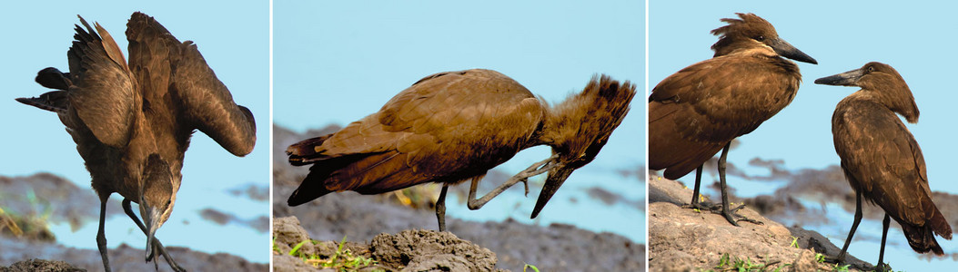 Hammerkopf Pair Preening-triple image