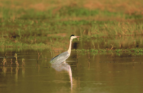 Blackheaded Heron