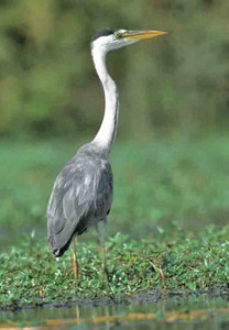 Gray Heron